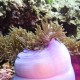 Anemone-1