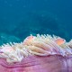 Anemonefish-1