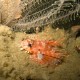 Baby Lionfish-1