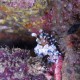 Harlequin Shrimp-1