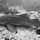 Leopard Shark-1