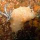 Nudibranch-2