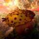 Nudibranch-3
