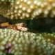 Pigmee Coral Crab-1