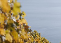 IMG_2796 IMG_2796